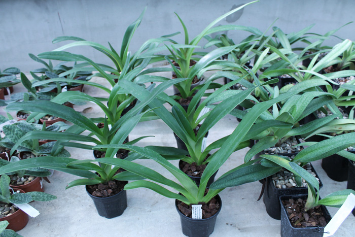 Paphiopedilum Julius Orchidfactory (rothschildianum x lowii).jpg