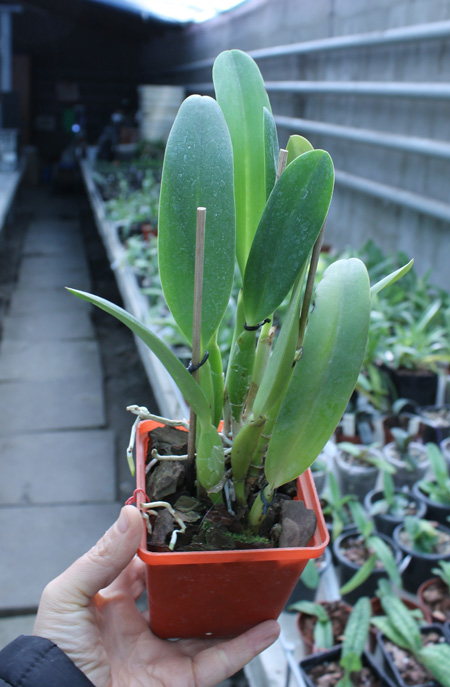 Laeliocattleya Gaskell - Pumila 'Azure Star'.jpg