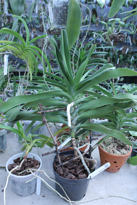 Rhynchostylis gigantea.jpg