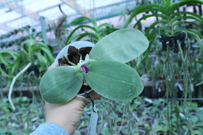 Phalaenopsis bellina 'blue'.jpg