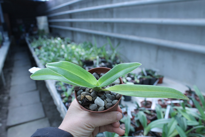 Paphiopedilum sanderianum 'Daya' x Paphiopedilum rothschildianum 'Robber'.jpg