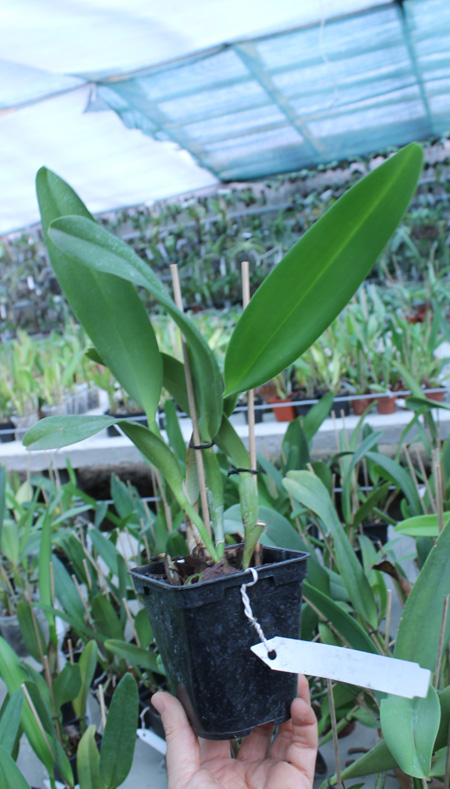 Rhynchosophrocattleya Mormilani Jewel 'Chunfong'.jpg