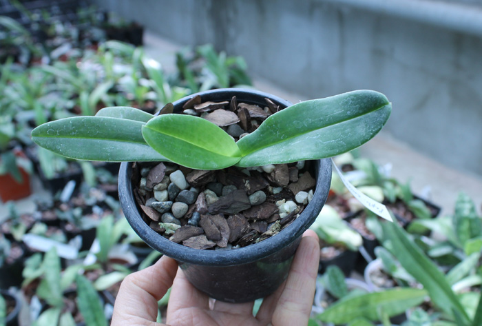 Paphiopedilum emersonii.jpg