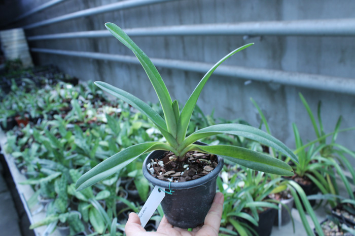 Paphiopedilum druryi.jpg