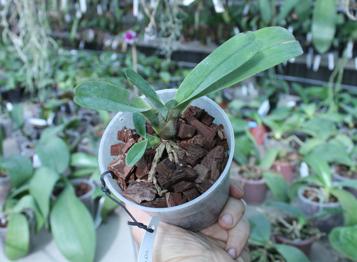 Angraecum magdalenae.jpg