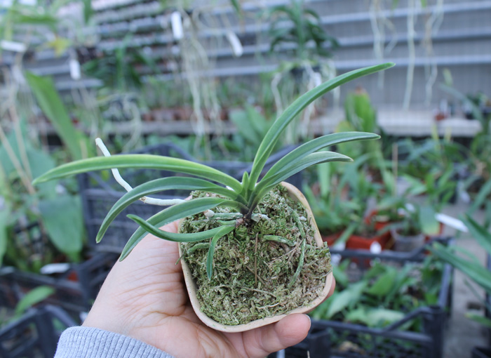Neofinetia falcata Kisyu Sekko.jpg