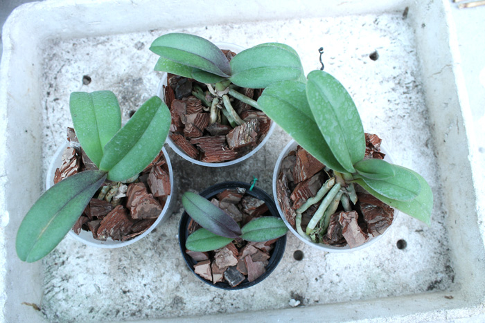 Doritaenopsis Lius Sakura.jpg