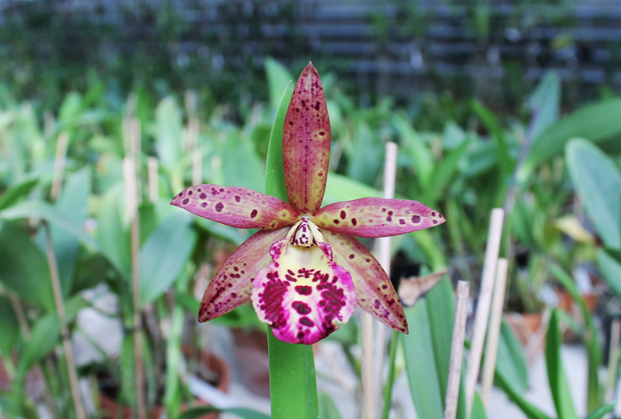 Brassocattleya Little Marmaid 'Janet'.jpg
