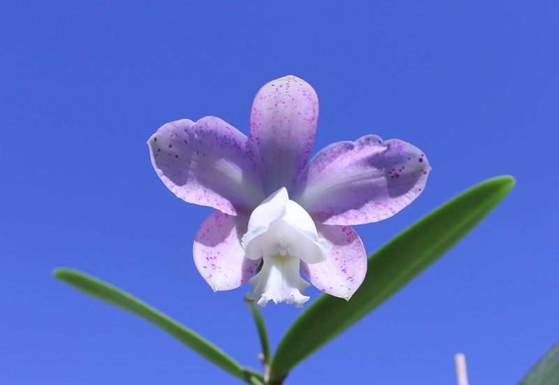 Laeliocattleya Fonte da Saudade.jpg