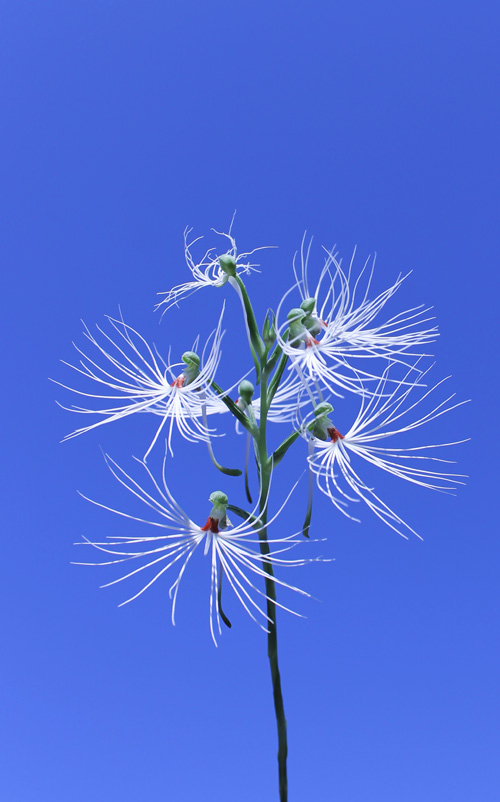 Habenaria medusa.jpg