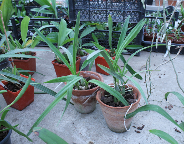 Encyclia adenocaula.jpg