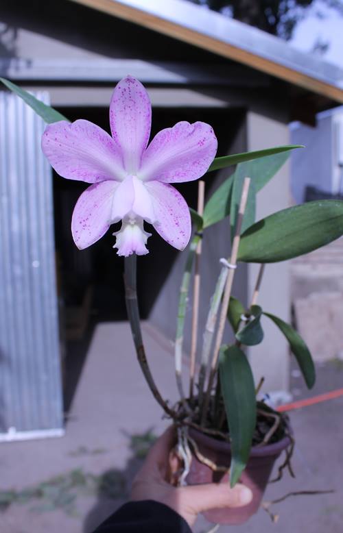 Laeliocattleya Fonte da Saudade.jpg