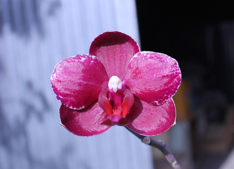 Phalaenopsis Chingruey's Fancy 'Red Wine'.jpg