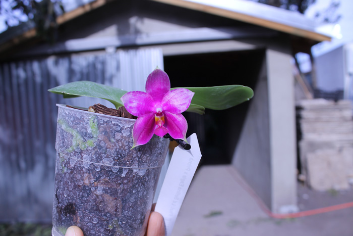 Phalaenopsis Ld Bellina Eagle x Prima.jpg