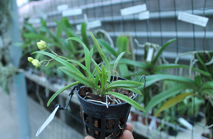 Oncidium (Tolumnia) Midas.jpg