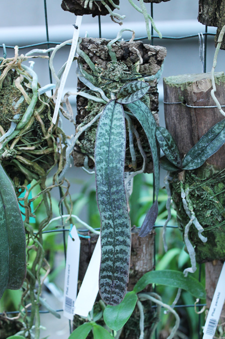 Phalaenopsis schilleriana.jpg