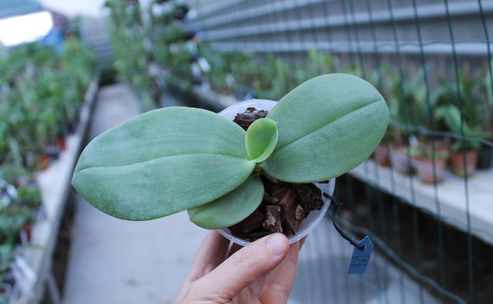 Phalaenopsis Yaphon Nicegirl x gigantea.jpg