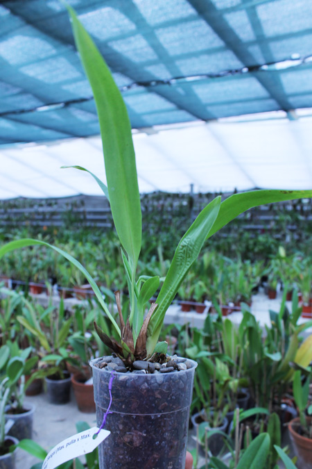 Maxillaria Sangai (Maxillaria pulla x Maxillaria striata).jpg