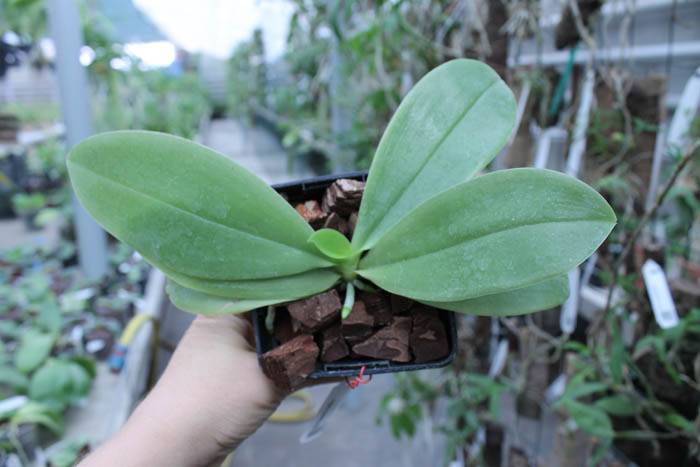 Phalaenopsis Samera x bellina.jpg