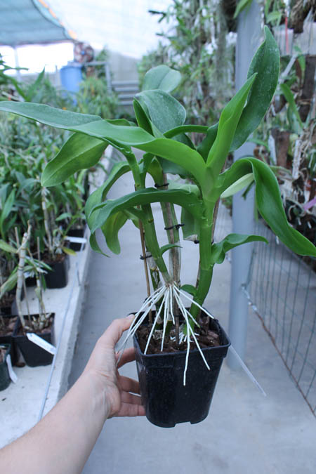 Dendrobium Nopporn Starbright.jpg