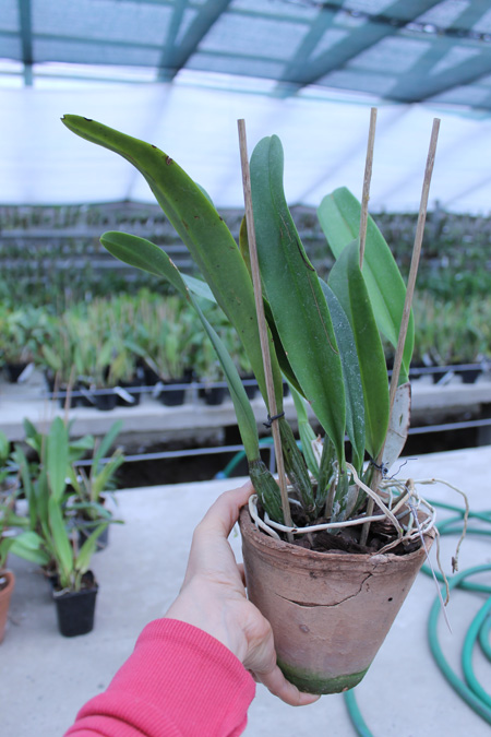 Cattleya Gertrude Hausermann.jpg