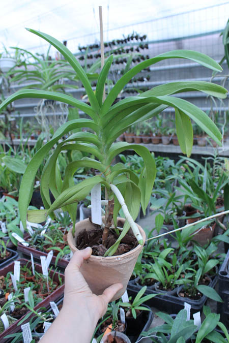 Aeridovanda Pothisarn.jpg