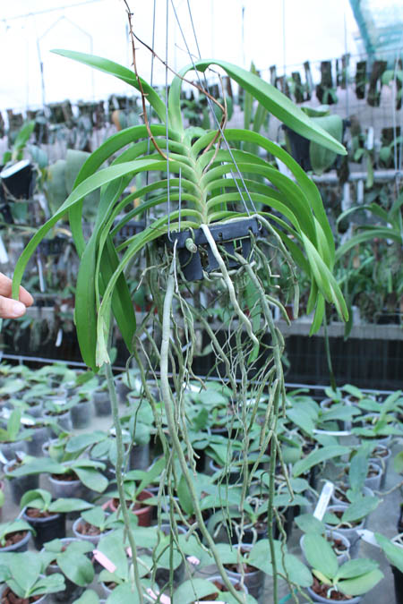 Vanda denisoniana x Rhynchostylis coelestis.jpg
