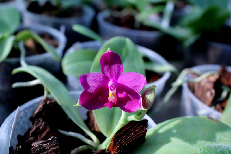 Phalaenopsis Yaphon Red Jewel x Hawaii Dragon Girl.jpg