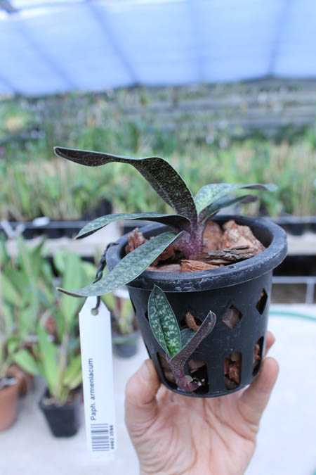 Paphiopedilum armeniacum.jpg