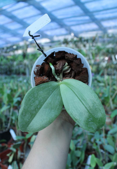 Phalaenopsis bellina 'LTNB-111'.jpg