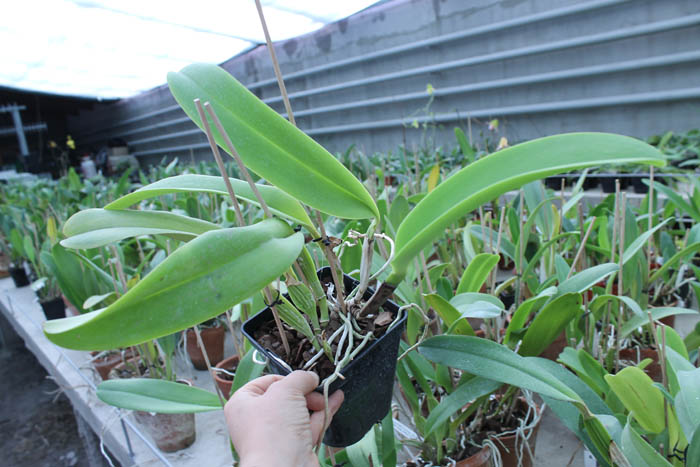 Laeliocattleya Dinard 'Blue Heaven'.jpg