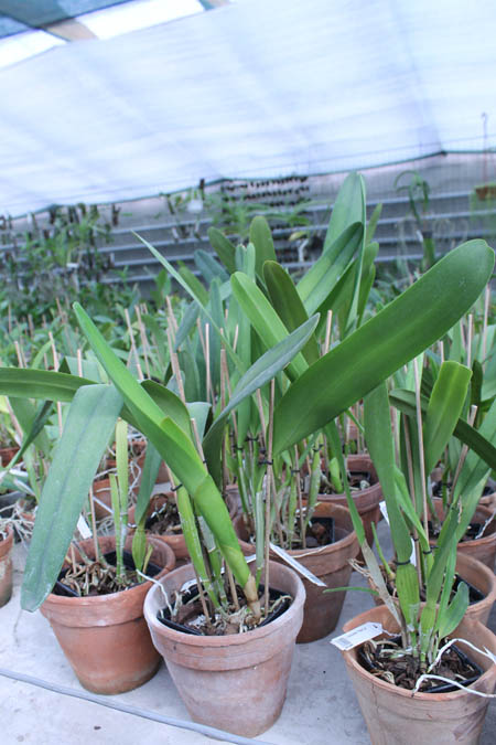 Laelia purpurata (Anelata 'Adans' x Anelata).jpg