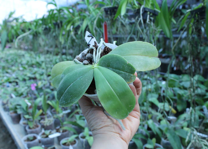 Phalaenopsis bellina 'blue'.jpg