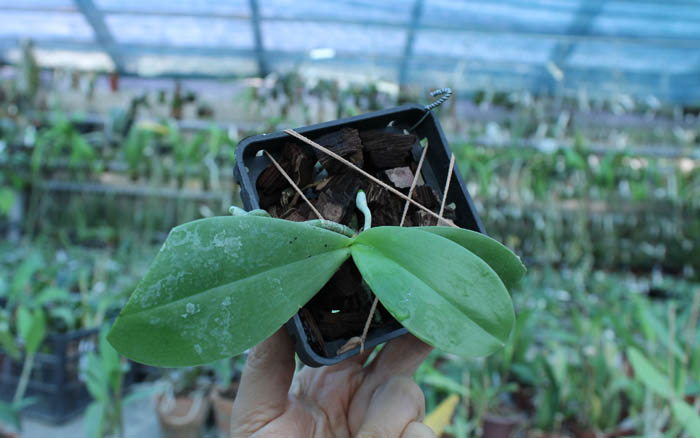 Phalaenopsis gigantea x Brother Ambo Passion.jpg