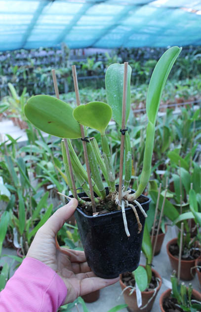 Laeliocattleya Cornelia coerulea.jpg