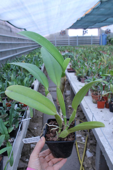 Cattleya labiata alba 'Otima' XXX x Cattleya labiata roxo bispo 'Urbano'.jpg