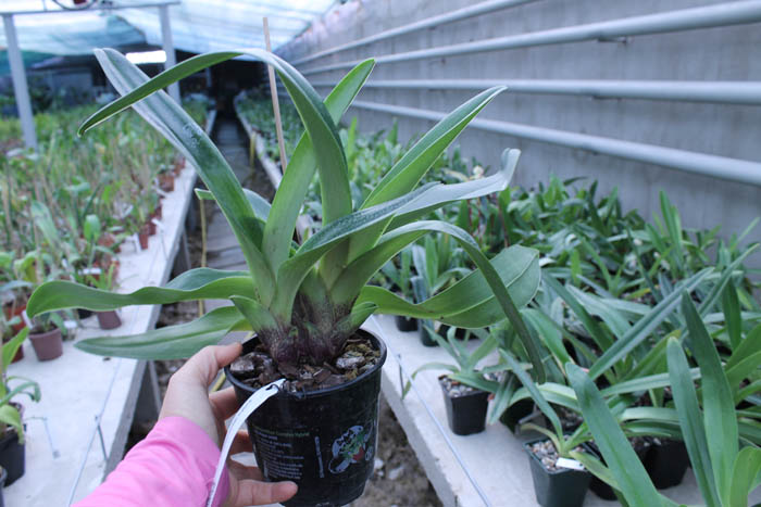 Paphiopedilum Lippewunder hybrid.jpg