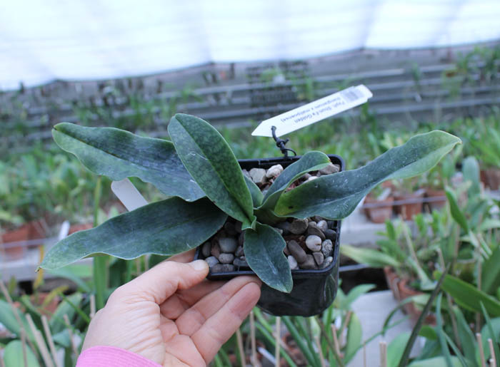 Paphiopedilum Shun-Fa Golden (hangianum x malipoense).jpg