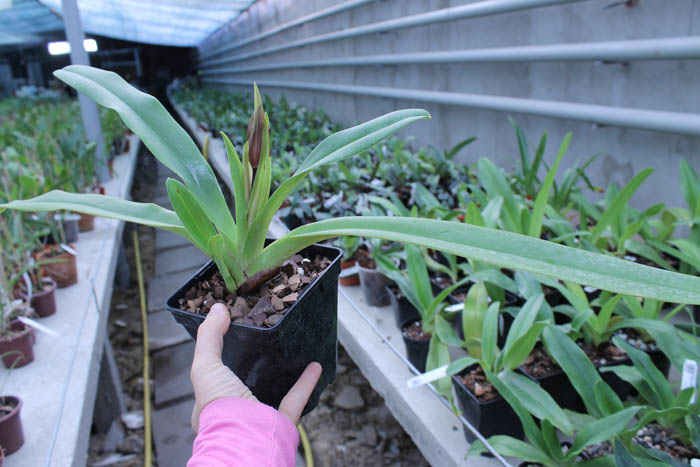 Paphiopedilum stonei.jpg