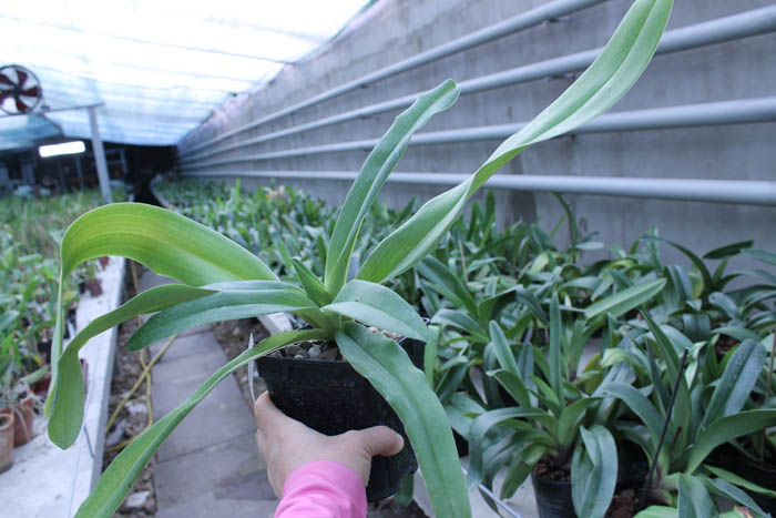 Paphiopedilum In-Charm Lady (Lady Isabel 'In-Charm' x Paphiopedilum moqueateanum 'In-Charm').jpg