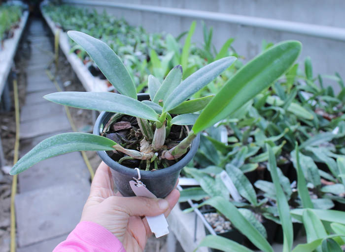 Sophrolaeliocattleya Hsin Buu Lady 'Red Beauty' (Laelia anceps x Sophrolaeliocattleya Wendy's Valentine).jpg