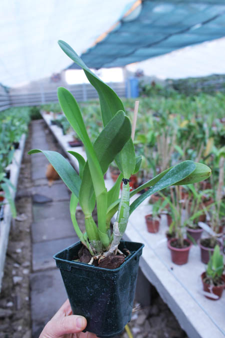 Laeliocattleya Tahoe Rose fma coerulea 'G C' ( walkeriana x purpurata).jpg
