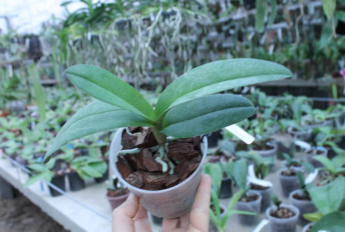 Doritis pulcherrima aquinii.jpg