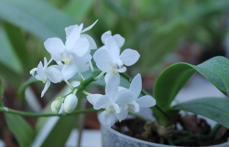 Phalaenopsis equestris alba.jpg