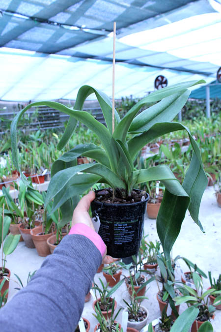Paphiopedilum Arafura Sea x New Generation.jpg