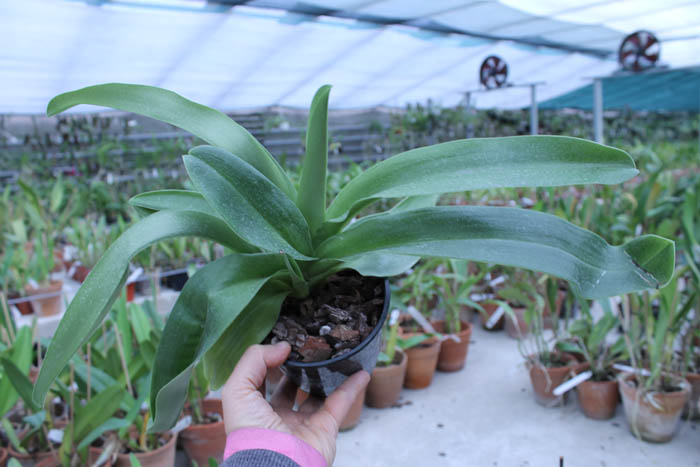 Paphiopedilum Sorcerer's Stone.jpg