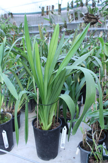 Cymbidium Pearl Dawson 'Procyon'.jpg