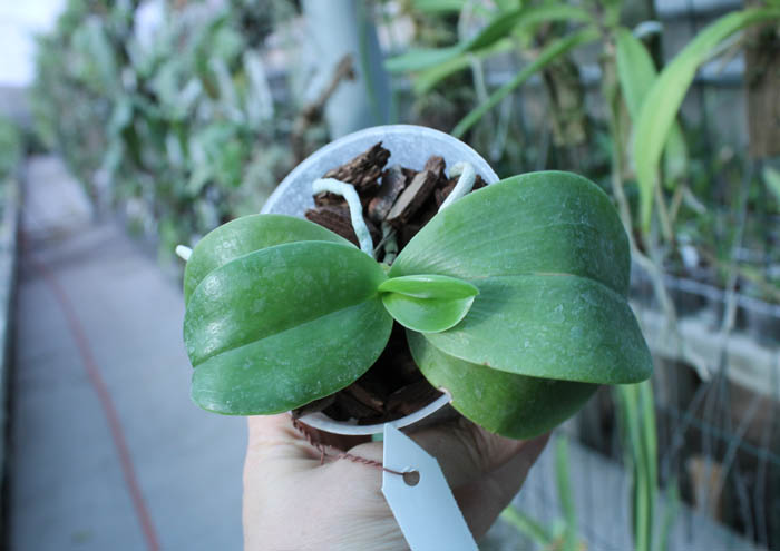 Phalaenopsis KS Super Zebra.jpg