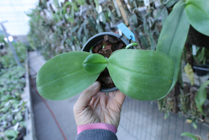 Phalaenopsis Ld's Bear King 'Yellow King' x Dragon Tree Eagle.jpg