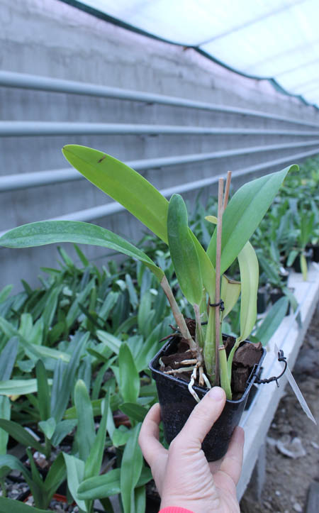 Laeliocattleya Ballet Folklorico 'Eloquence'.jpg